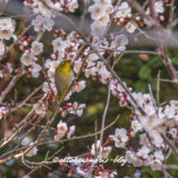 平岡公園で梅を撮ってきた