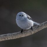 自分の代表的な写真を100枚載せてみる(中編)