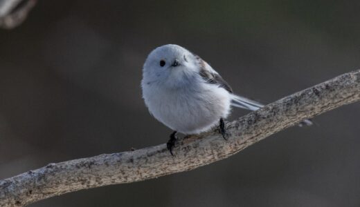 自分の代表的な写真を100枚載せてみる(中編)